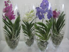 Орхидеи в стекле_фото 2