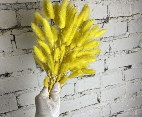 Натуральный ярко-желтый сухоцвет лагурус 60см 60 шт
