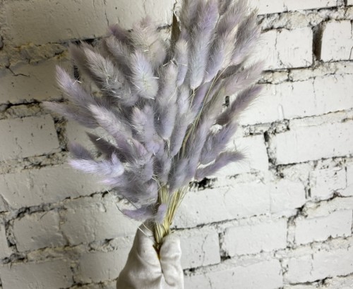 Сухоцвет светло-фиолетовый Лагурус