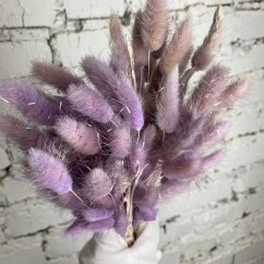 Сухоцвет фиолетовый Лагурус 60см 60шт для кабинета