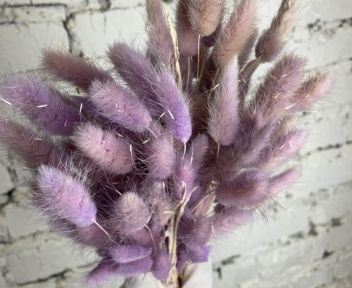 Сухоцвет фиолетовый Лагурус