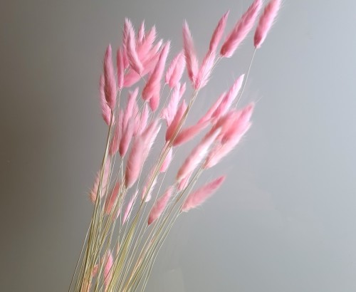 Сухоцвет нежно-розовый Лагурус