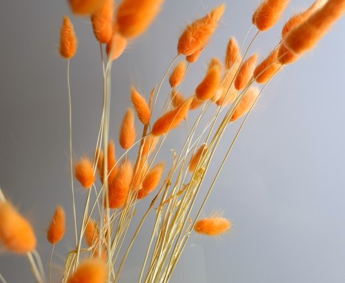 Сухоцвет оранжевый Лагурус