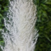 Высокая белая пампасная трава