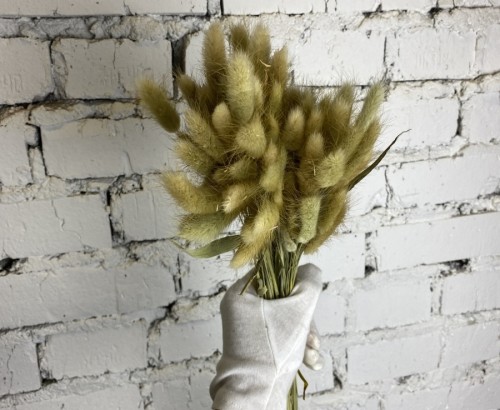 Сухоцвет Лагурус пшеничный 60см 60шт