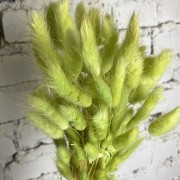 Сухоцвет фисташковый Лагурус