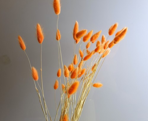 Сухоцвет оранжевый Лагурус