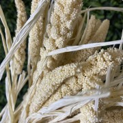 Натуральная Пшеница