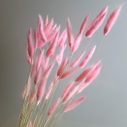 Сухоцвет нежно-розовый Лагурус