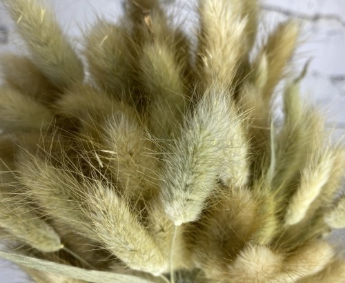 Сухоцвет Лагурус пшеничный 60см 60шт