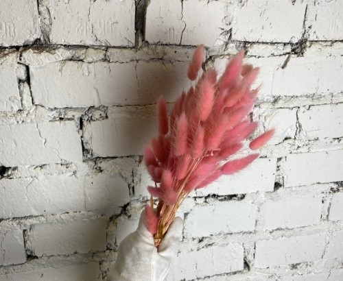 Сухоцвет перламутро-розовый Лагурус