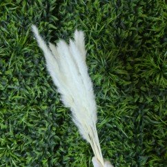 Белая пампасная трава для кухни