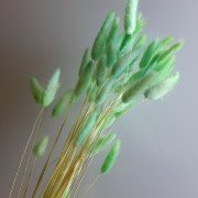 Сухоцвет изумрудный Лагурус