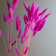 Сухоцвет ультро-розовый Лагурус
