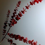 Красная ветка эвкалипта