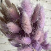 Сухоцвет фиолетовый Лагурус