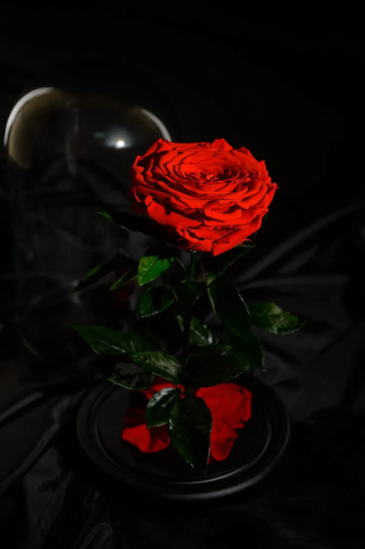 Красная роза в колбе