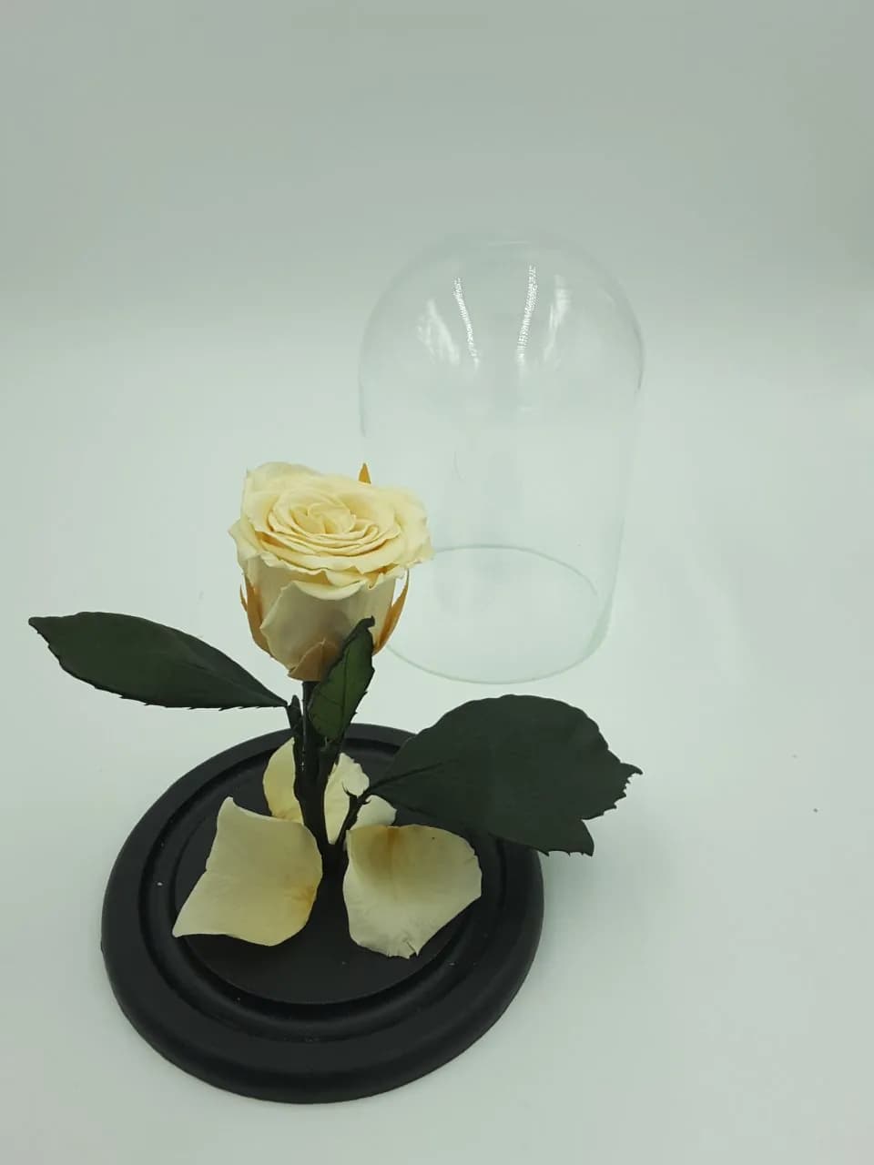 Роза под куполом Mini