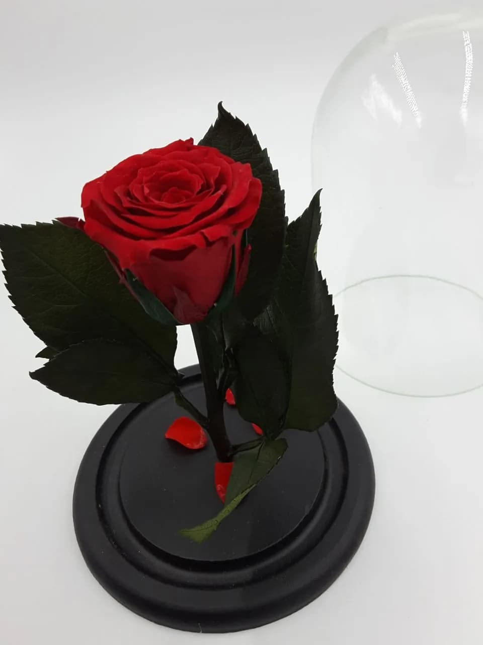 Роза под куполом Mini