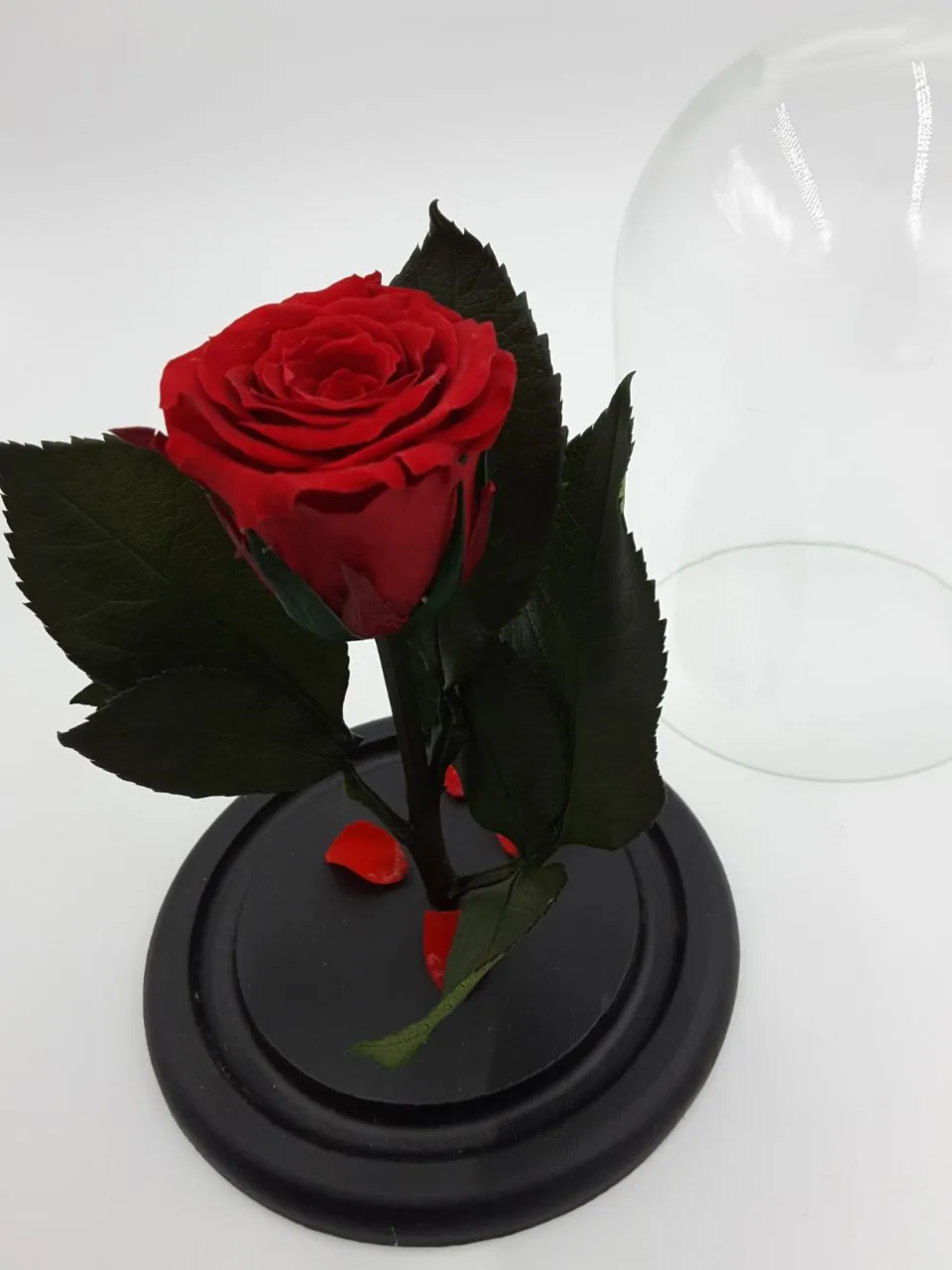 Роза под куполом Mini