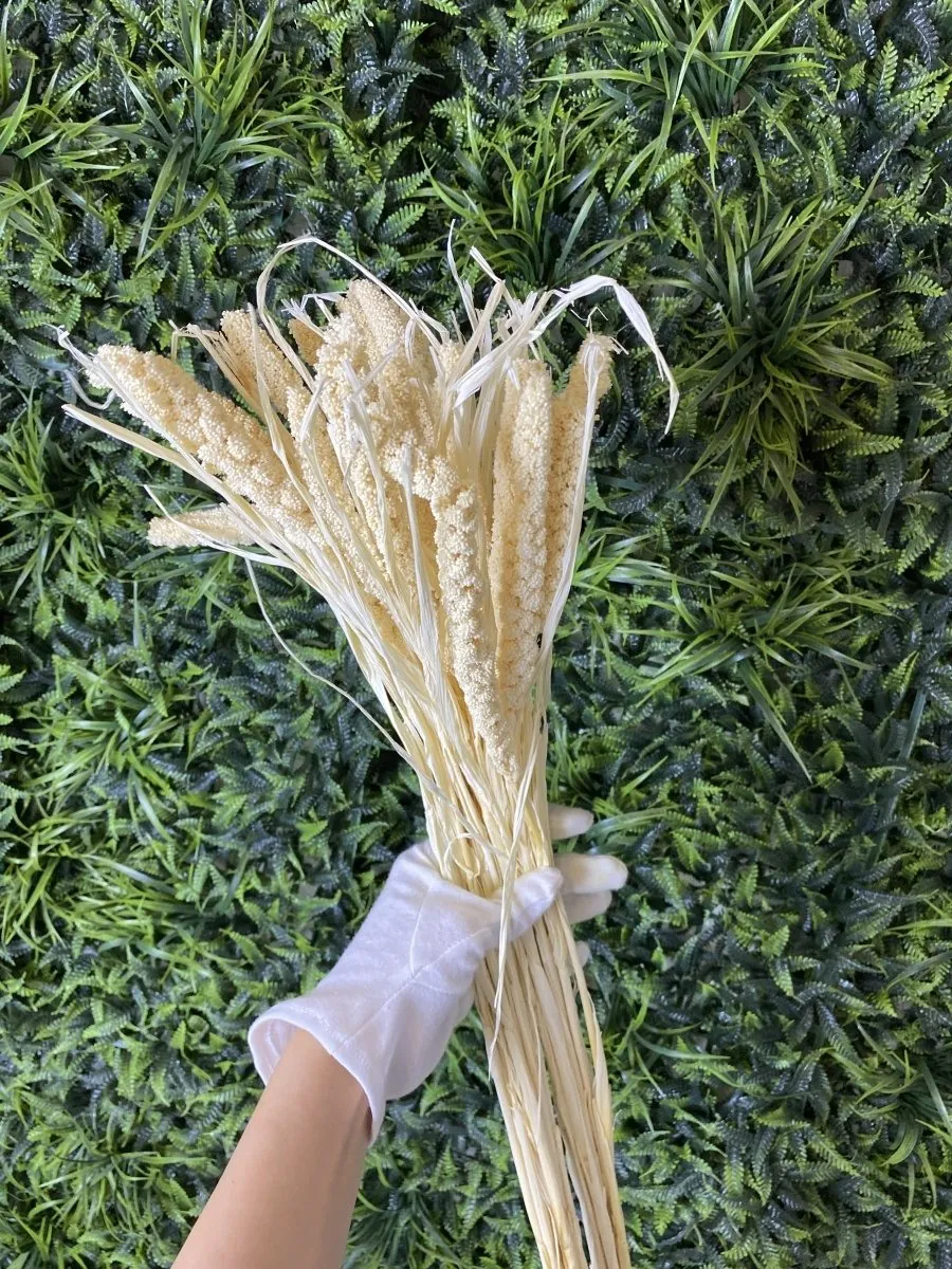 Пшеница